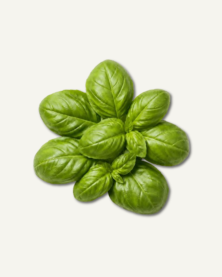Basil leaves