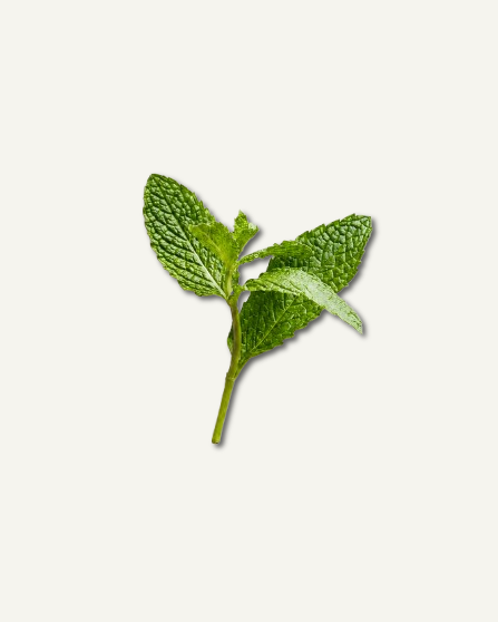 Mint